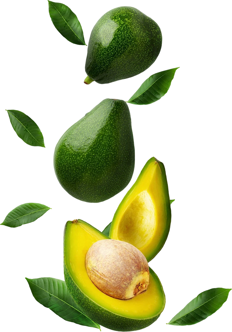 Avocado supplier for Spain and France