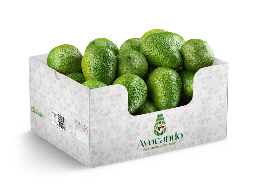 Fresh avocado Morocco