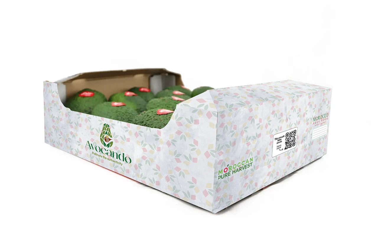 Fresh avocado Morocco - Morrocan Pure Harvest - MPH - 2025
